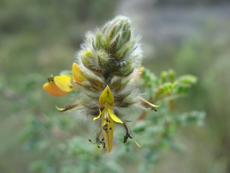 Dalea lutea